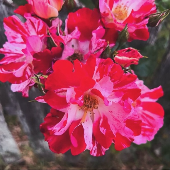 charlotteweb646